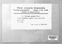 Puccinia agrostidis image